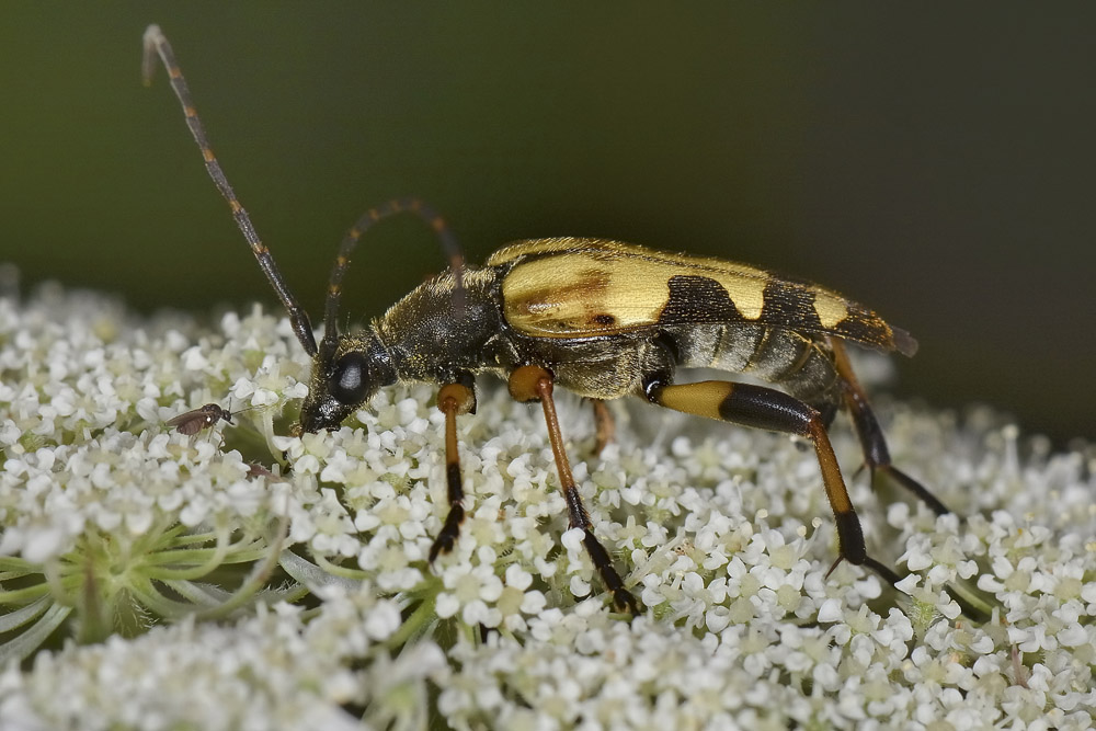 Rutpela maculata ssp. maculata - Cerambycidae